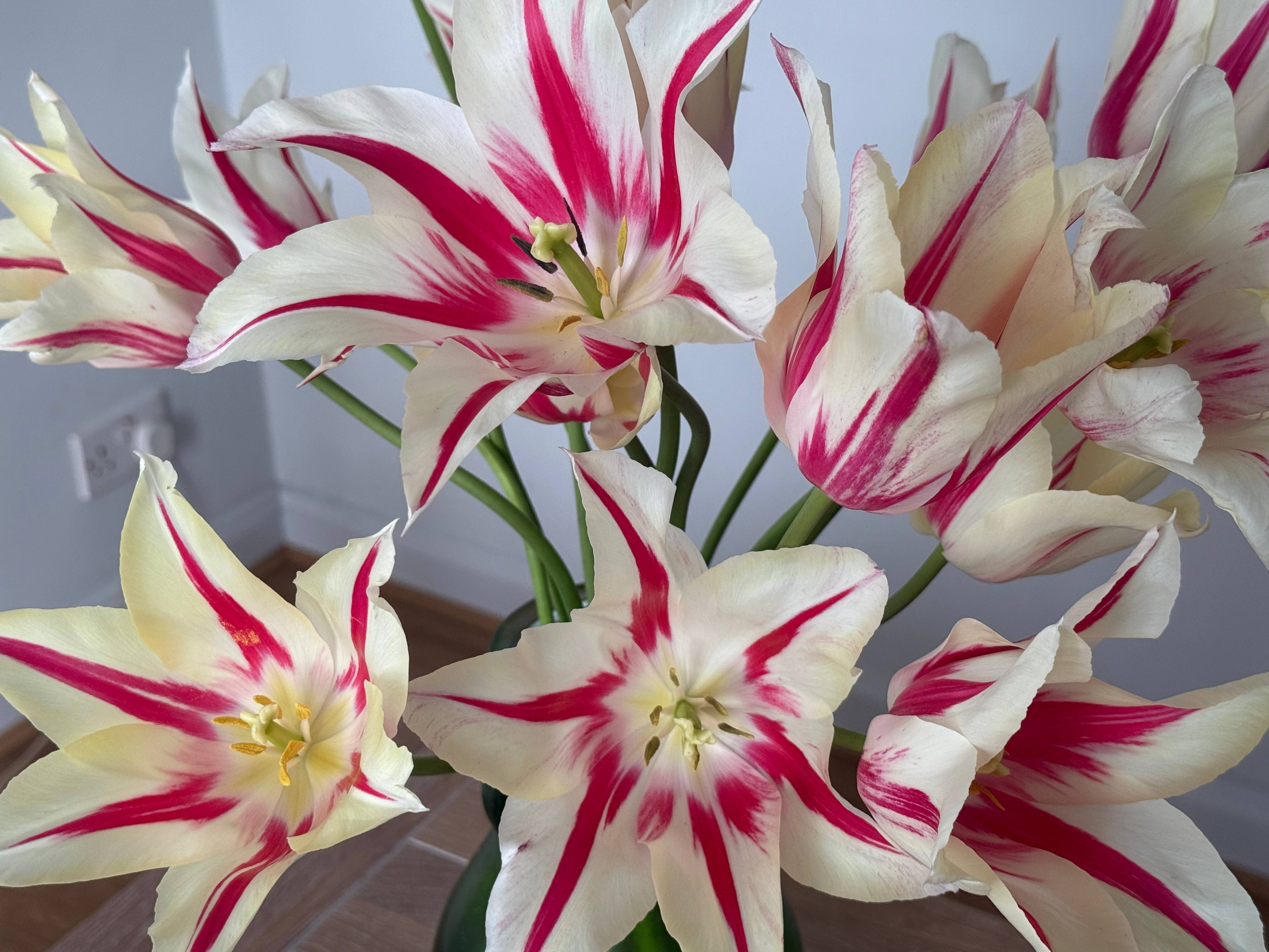 Tulipa Marilyn — white lily-flowered tulips flamed with raspberry red